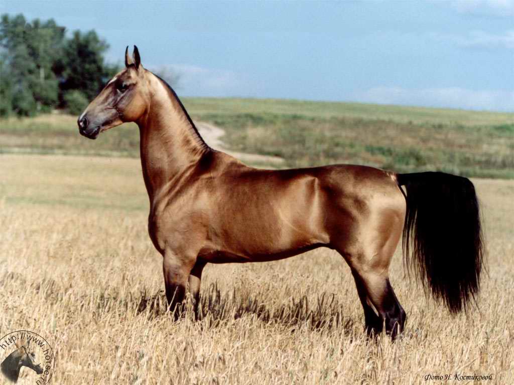 Whispers of Elegance: The Enigmatic Golden Akhal-Teke Horse and Its Spellbinding Secrets