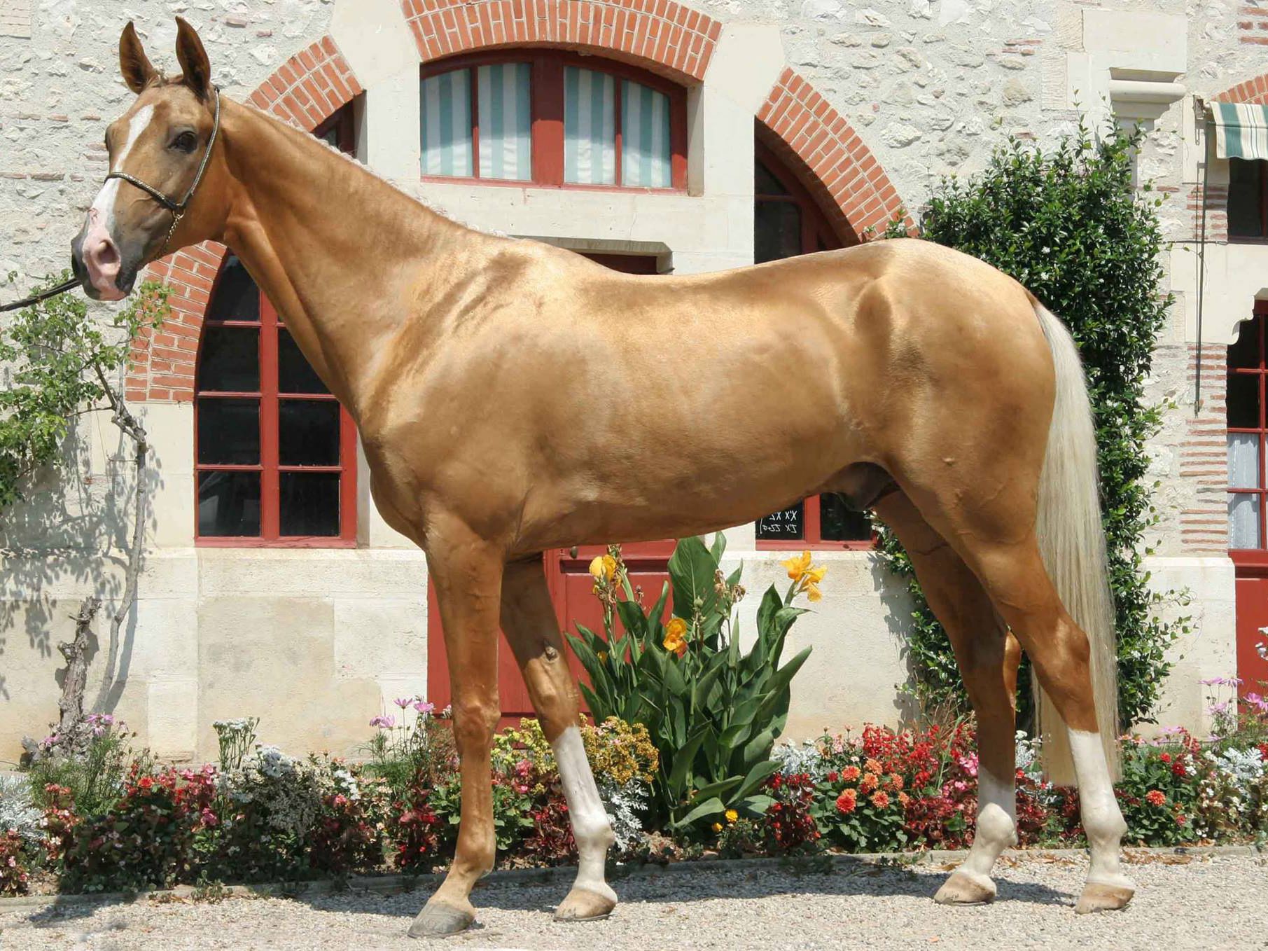 Whispers of Elegance: The Enigmatic Golden Akhal-Teke Horse and Its Spellbinding Secrets