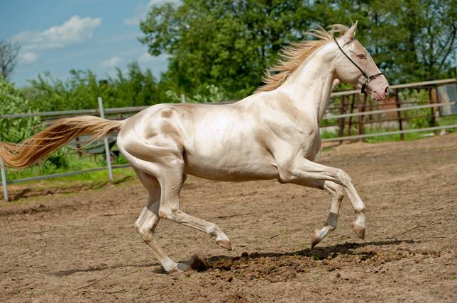 Whispers of Elegance: The Enigmatic Golden Akhal-Teke Horse and Its Spellbinding Secrets