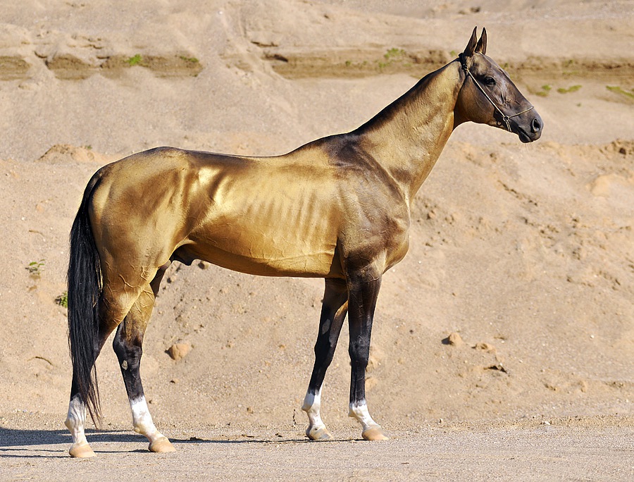 Whispers of Elegance: The Enigmatic Golden Akhal-Teke Horse and Its Spellbinding Secrets