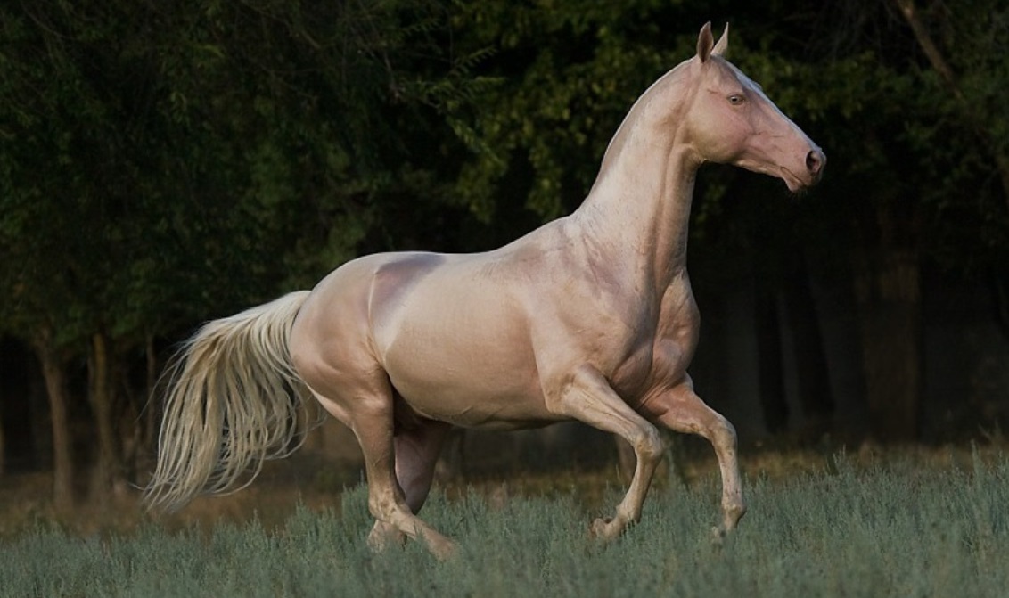 Whispers of Elegance: The Enigmatic Golden Akhal-Teke Horse and Its Spellbinding Secrets