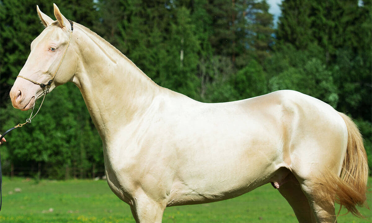 Whispers of Elegance: The Enigmatic Golden Akhal-Teke Horse and Its Spellbinding Secrets