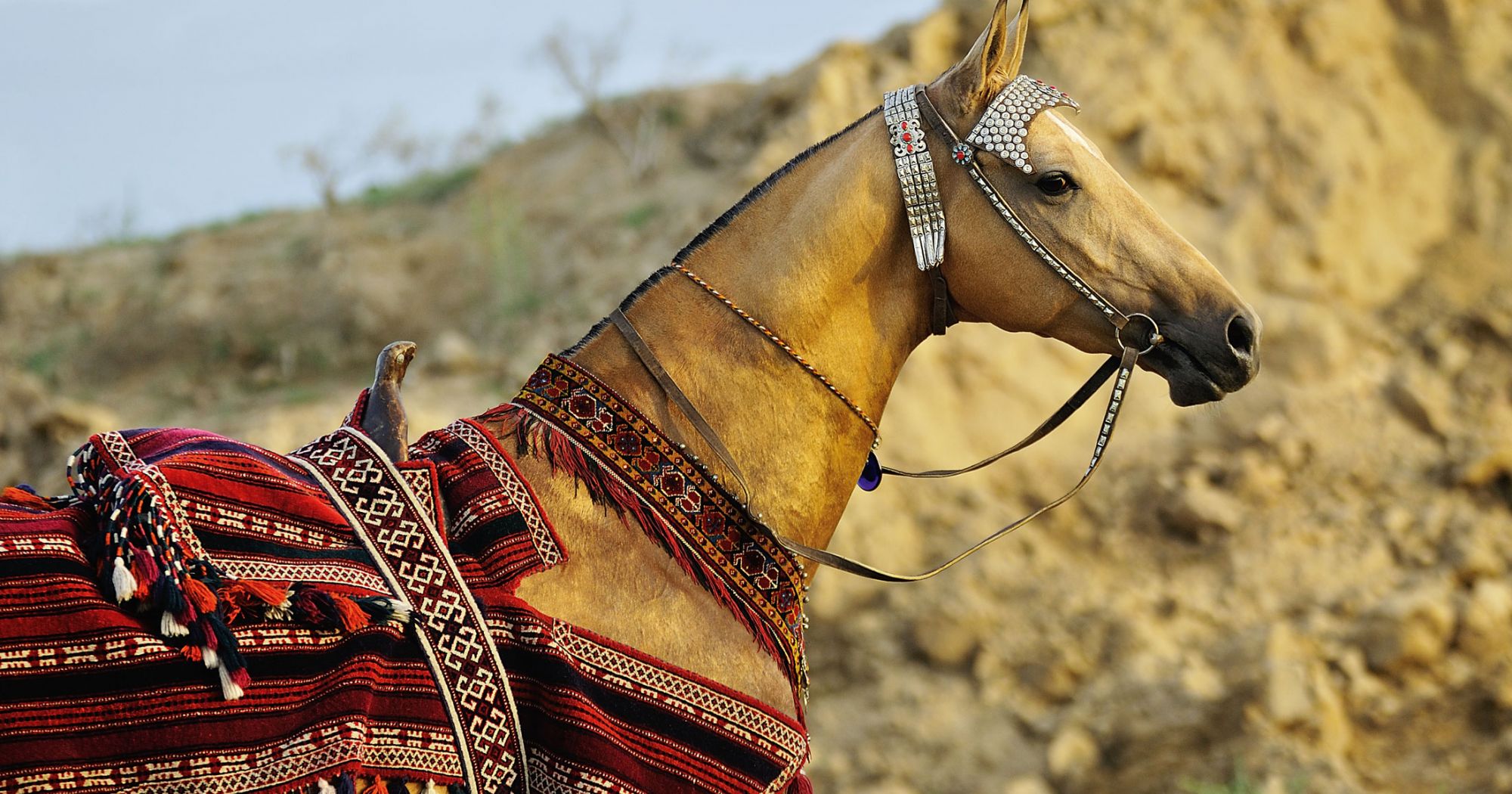 Whispers of Elegance: The Enigmatic Golden Akhal-Teke Horse and Its Spellbinding Secrets