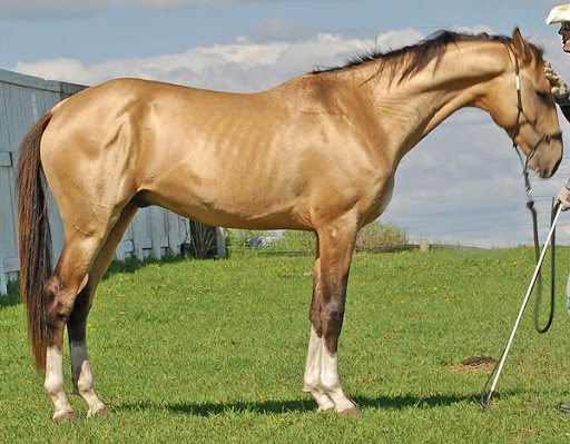 Whispers of Elegance: The Enigmatic Golden Akhal-Teke Horse and Its Spellbinding Secrets