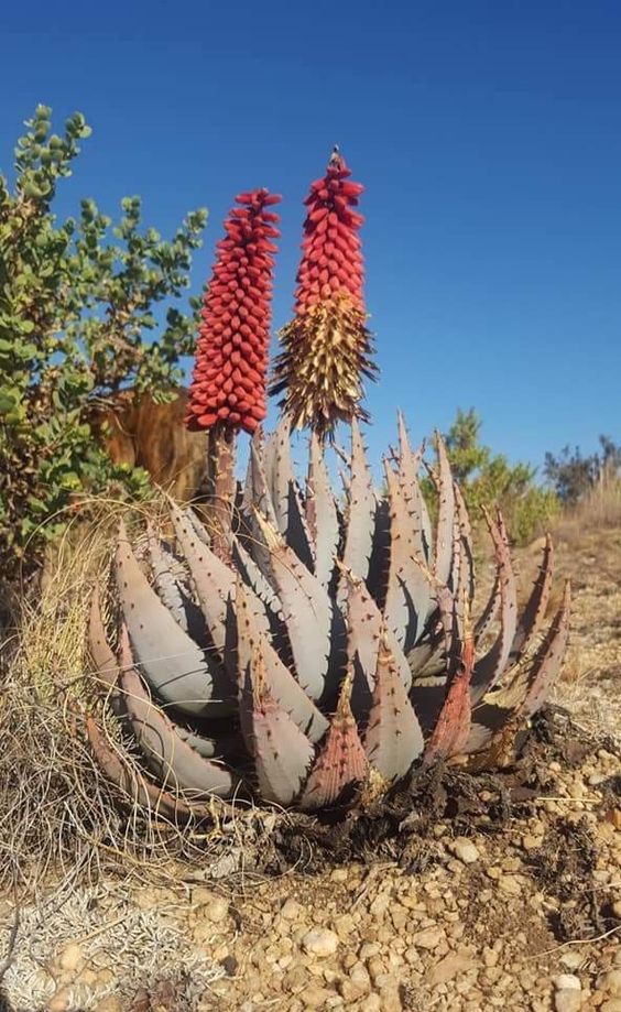 The forest aloe ѕрeсіeѕ lives strongly and grows large in the desert lands for huge flowers once a year – Way Daily