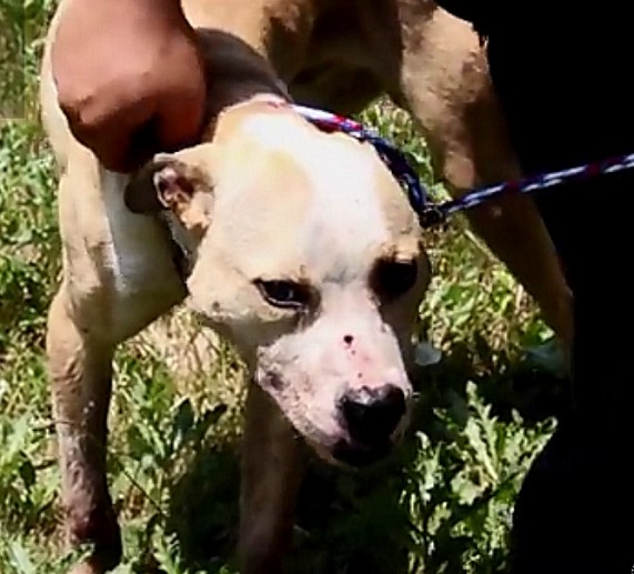 Prepare to be deeply moved by this heartbreaking yet inspiring behind-the-scenes look at the rescue of bait dogs. – Puppies Love