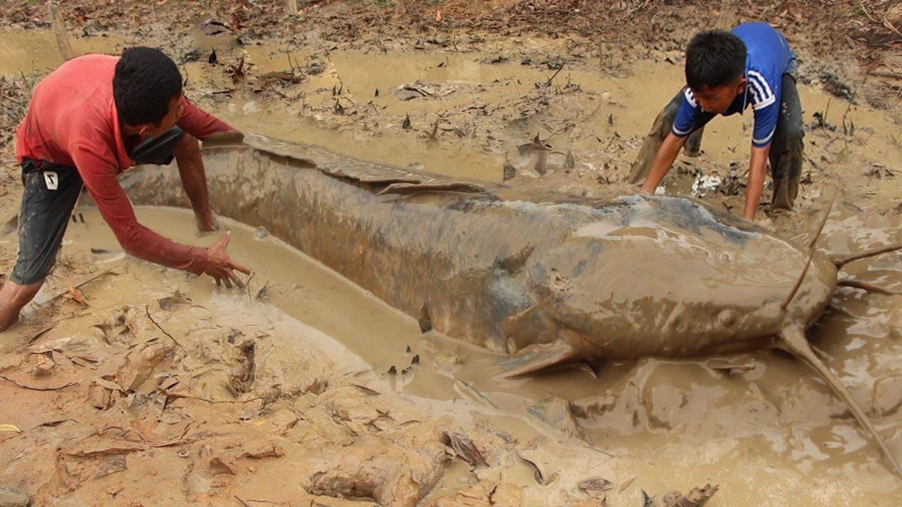 pp.The great moment when people discovered the giant catfish nest in the dry season, making everyone happy like the season.p - LifeAnimal