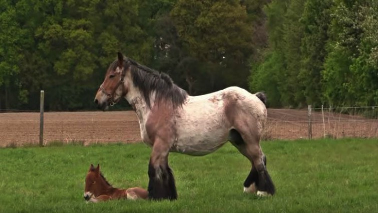 Little Boy Takes Care Of Belgian Draft Foal While Mare Looks After Them