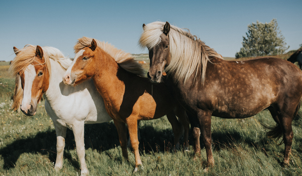 Enchanting Elegance: Discover the Most Coveted Horse Breeds Adorned with Exquisite Long Manes and Tails - Prepare to Be Amazed! (VIDEO)