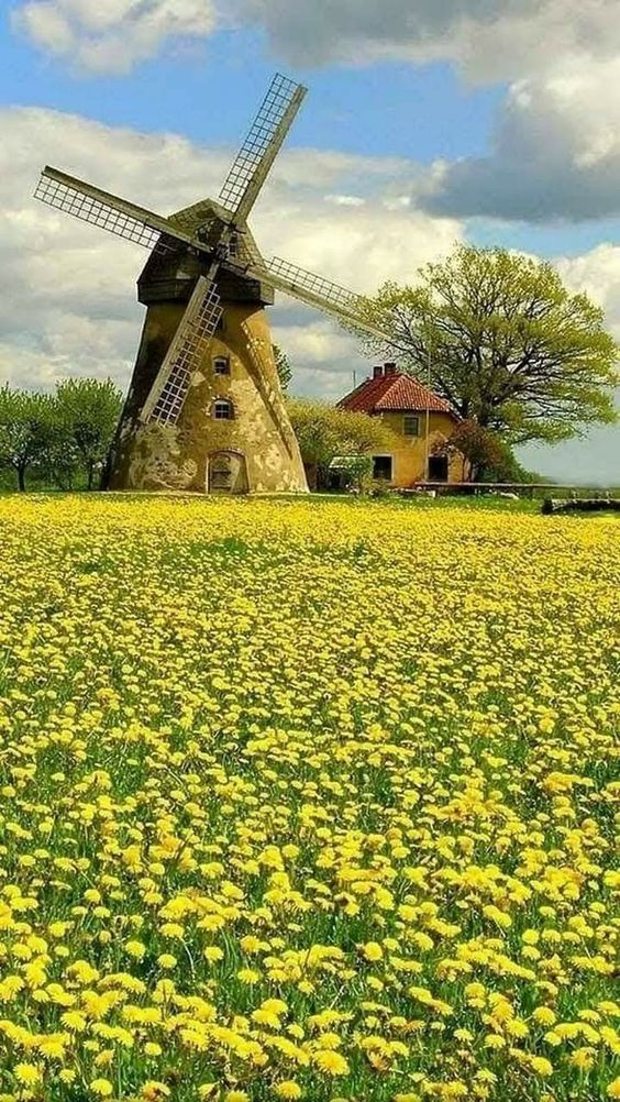 Nature’s Ingenious Harmony: Windmills amidst a Blossom-Adorned Landscape.VoUyen