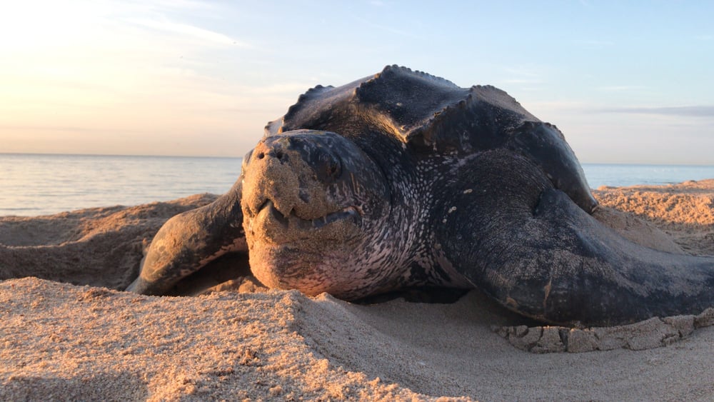 Unveiling the Enigma: Massive and Bizarre Turtle Sightings Puzzle American Beachgoers - Sporting ABC