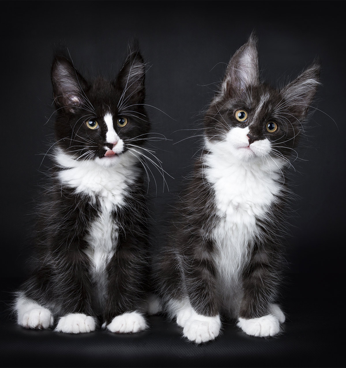 Explore Our Stunning Collection of Maine Coon Cat Photos - Yeudon