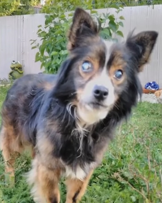A Blind Dog Saved After Thirteen Years in Chains, An Uplifting Tale of Second Chances