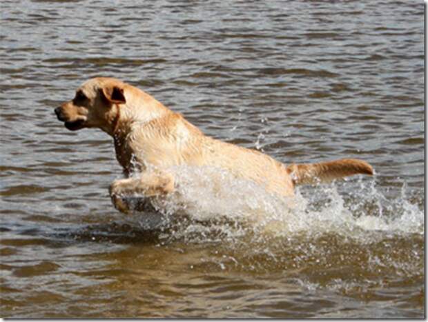 The moment when the dog recklessly jumped into the river to save his owner in danger, everyone who witnessed it was moved and admired for this brave act.ThuHa