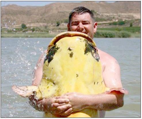 Massive 194-Pound Albino Catfish Caught Setting Records in Spain. L - LifeAnimal