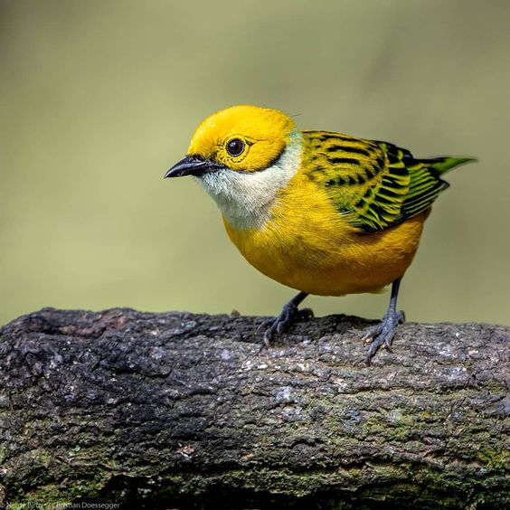 Unveiling the Enigmatic Beauty: The Silver-Throated Tanager, a Colorful Jewel of the Forest - Sporting ABC