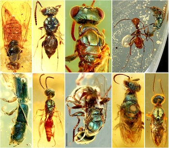 Glimpse into an Ancient Kaleidoscope: 99 Million-Year-Old Insects Preserved in Amber Unveil a Vibrant World of Color - Sporting ABC