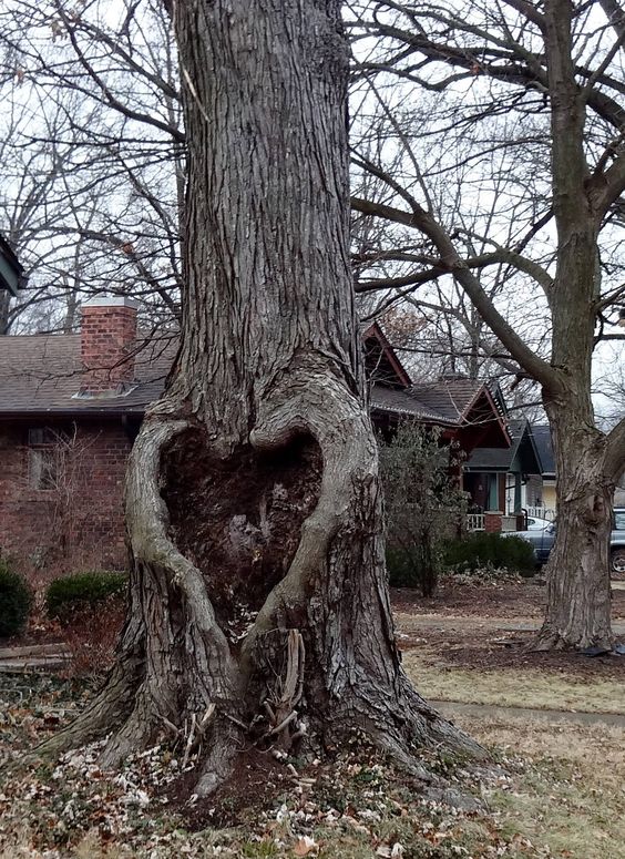 Unveiling Nature's Love Story: The Enigmatic Saga of Heart-Shaped Trees, Symbolizing Enduring Love and Vibrant Vitality