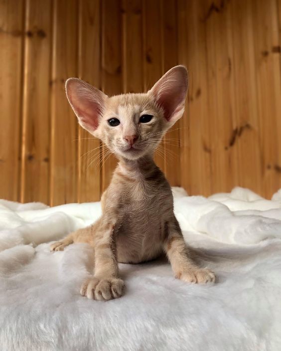 Discovering the Oriental Shorthair Cat: 5 Fascinating Facts - Yeudon