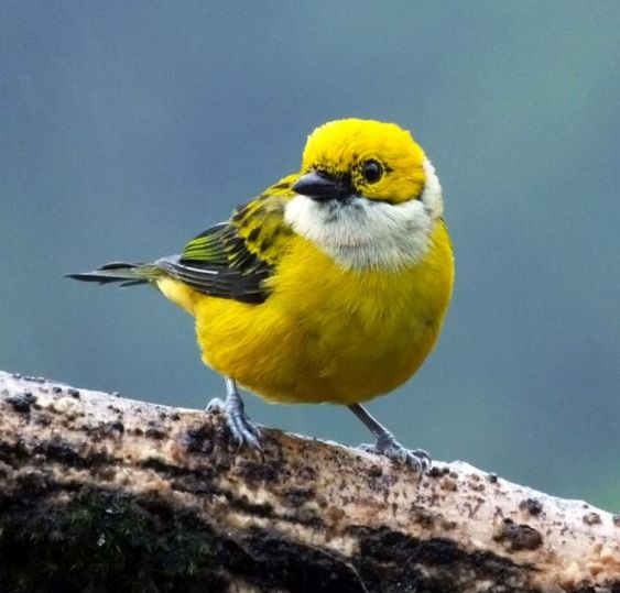 Unveiling the Enigmatic Beauty: The Silver-Throated Tanager, a Colorful Jewel of the Forest - Sporting ABC