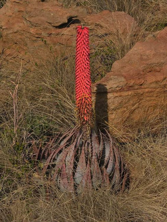 The forest aloe ѕрeсіeѕ lives strongly and grows large in the desert lands for huge flowers once a year – Way Daily