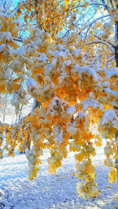 In a winter’s embrace, the garden of fruit blossoms lies beneath a pristine blanket of frozen snow.VoUyen