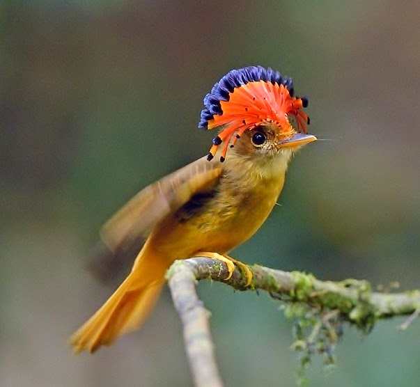 Northern Royal Flycatcher: The Majestic Bird with an Exquisite Crown - Sporting ABC