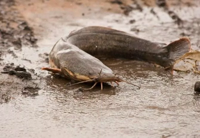 pp.The great moment when people discovered the giant catfish nest in the dry season, making everyone happy like the season.p - LifeAnimal