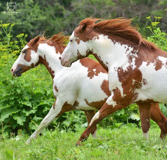 A Heartwarming Love Story: Meet the Adorable American Paint Horses Sharing Laughter and Affection That Will Leave You in Fits of Joy! Prepare to be Moved (Video)