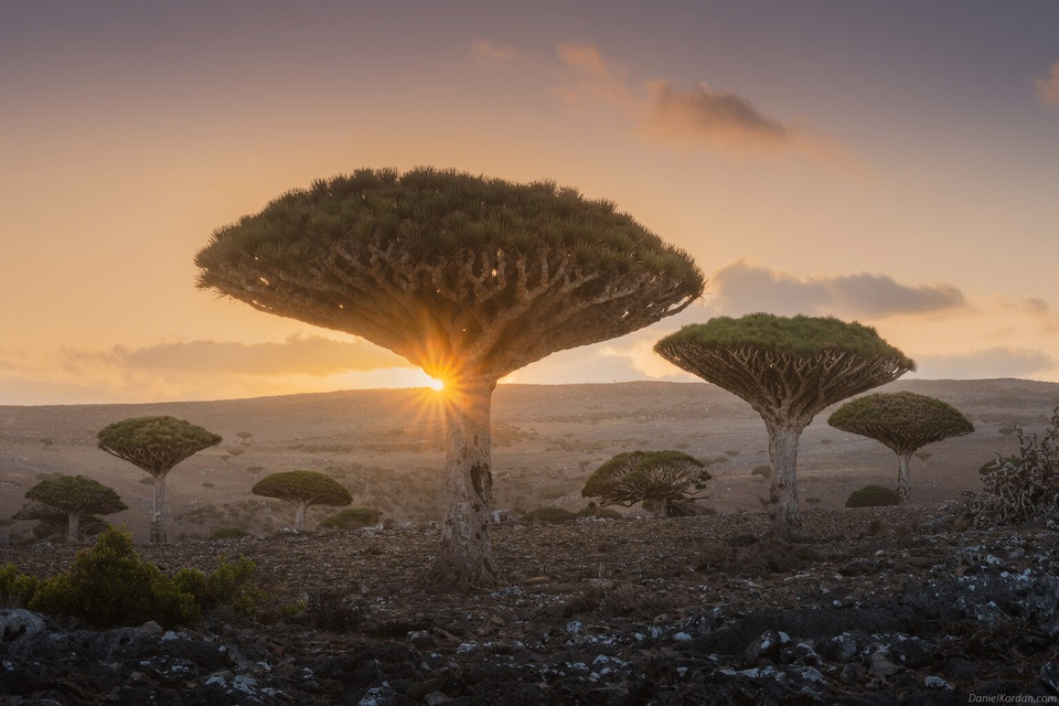 Admire the unique dragon's blood tree in the Socotra Islands, Yemen - Canavi