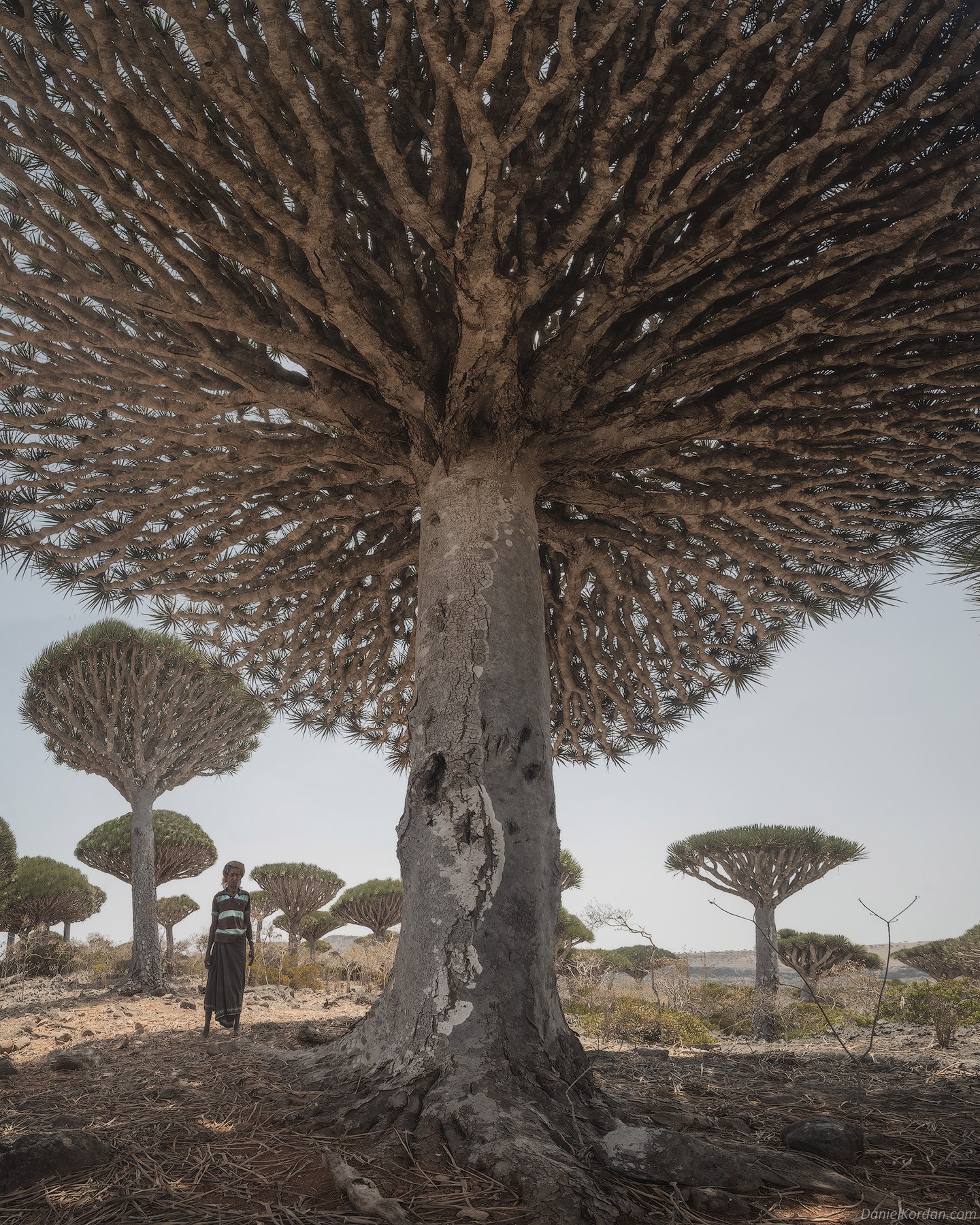 Admire the unique dragon's blood tree in the Socotra Islands, Yemen - Canavi