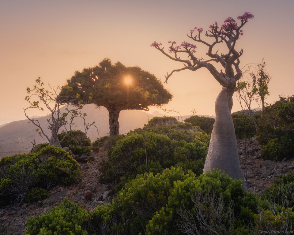 Admire the unique dragon's blood tree in the Socotra Islands, Yemen - Canavi