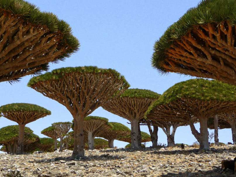 Admire the unique dragon's blood tree in the Socotra Islands, Yemen - Canavi