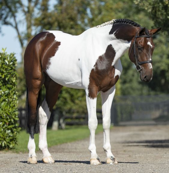 Dutch Warmblood Horse: Grace and Versatility Embodied in a Magnificent Breed