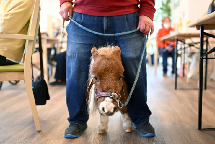 Pumuckl – The World's Smallest Horse That Anyone Can Easily Hold in Their Arms Like a Baby - Sporting ABC