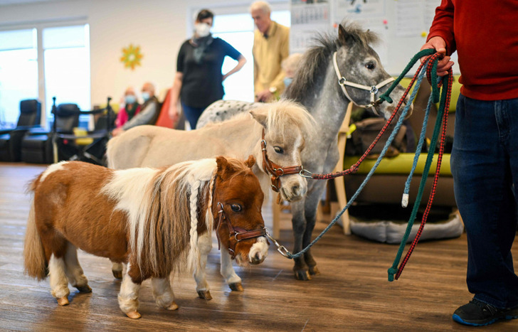 Pumuckl – The World's Smallest Horse That Anyone Can Easily Hold in Their Arms Like a Baby - Sporting ABC