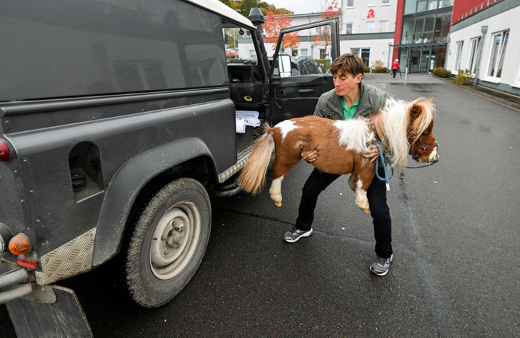 Pumuckl – The World's Smallest Horse That Anyone Can Easily Hold in Their Arms Like a Baby - Sporting ABC