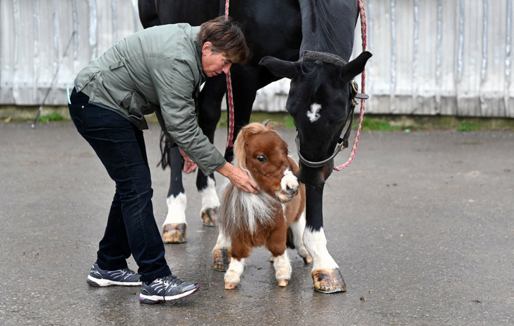 Pumuckl – The World's Smallest Horse That Anyone Can Easily Hold in Their Arms Like a Baby - Sporting ABC