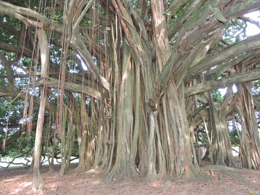 One of the largest trees in Colombia has grown so wide in diameter that it has developed pillars to support its branches.