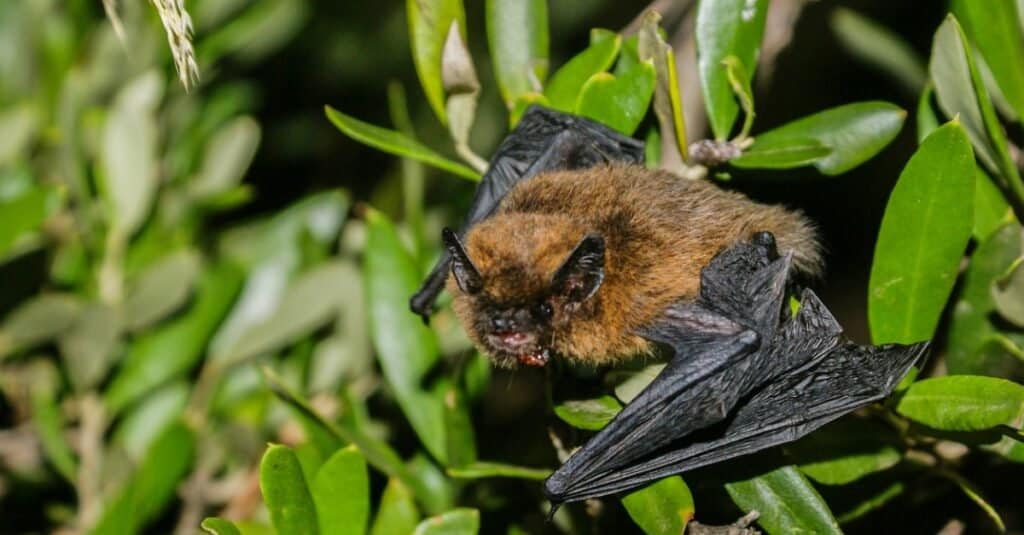 Meet Tiny Honduran Bats - The Most Adorable Thing You’ll See Today - Sporting ABC