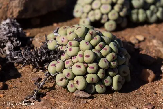 Unusual Tree with Lip-Shaped Fruits Draws Attention with its Alluring Appeal - Sporting ABC