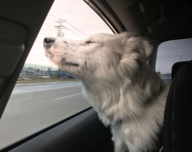 The once-injured dog, deemed too hurt to be pet, now can't resist cuddling with his new owner, illustrating the transformative power of love and care. - Puppies Love