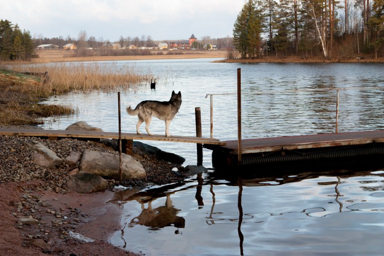 Abandoned Puppies Refuse to Leave Deceased Mother in Lake, Leaving Eyes Brimming with Tears