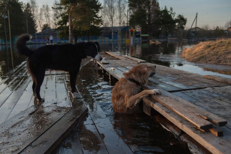 Abandoned Puppies Refuse to Leave Deceased Mother in Lake, Leaving Eyes Brimming with Tears