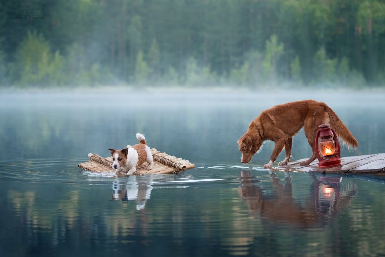 Abandoned Puppies Refuse to Leave Deceased Mother in Lake, Leaving Eyes Brimming with Tears