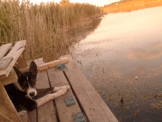 Abandoned Puppies Refuse to Leave Deceased Mother in Lake, Leaving Eyes Brimming with Tears