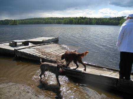 Abandoned Puppies Refuse to Leave Deceased Mother in Lake, Leaving Eyes Brimming with Tears