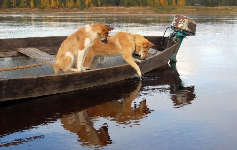 Abandoned Puppies Refuse to Leave Deceased Mother in Lake, Leaving Eyes Brimming with Tears