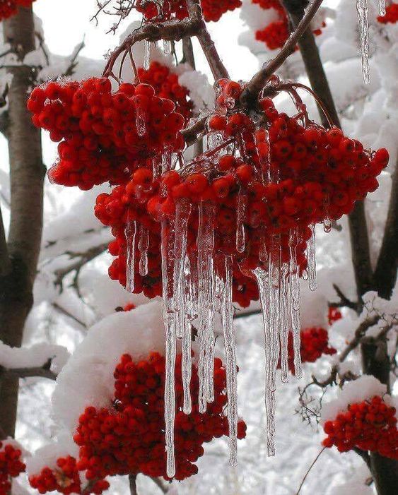 In a winter’s embrace, the garden of fruit blossoms lies beneath a pristine blanket of frozen snow.VoUyen