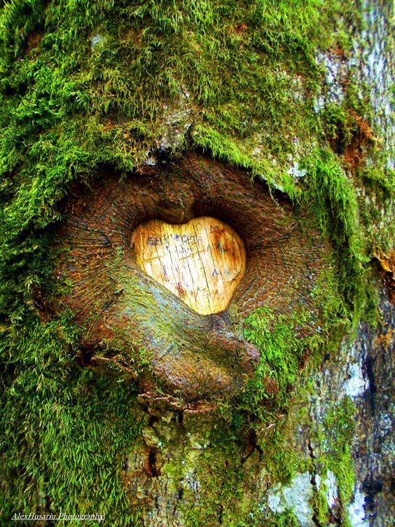 Unveiling Nature's Love Story: The Enigmatic Saga of Heart-Shaped Trees, Symbolizing Enduring Love and Vibrant Vitality